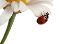 katica_45