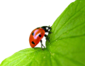 katica_46
