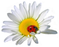 katica_5