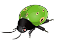 katica_50