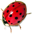 katica_53