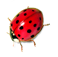 katica_55