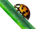 katica_59