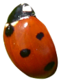 katica_60
