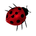 katica_62