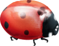 katica_64