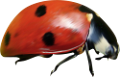 katica_65