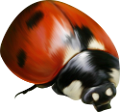 katica_66