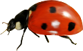 katica_67