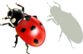 katica_7