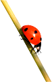 katica_76