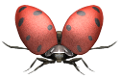 katica_82