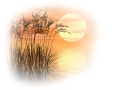 nyar_34
