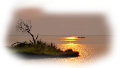 nyar_37
