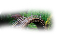 nyar_8