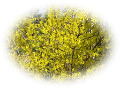 tavaszi_PNG-virág_25