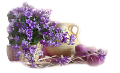 tavaszi_PNG-virág_45