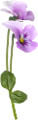 árvácska_37