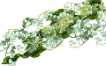 gyöngyvirág_63