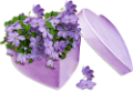ibolya_123