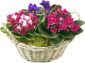 ibolya_147