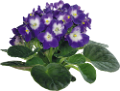 ibolya_155