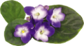 ibolya_161