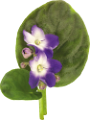 ibolya_17