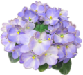 ibolya_170