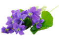 ibolya_174