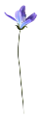 ibolya_28