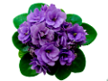 ibolya_41