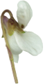 ibolya_45