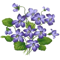 ibolya_53
