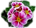 ibolya_6