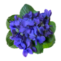ibolya_60