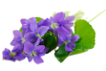 ibolya_63