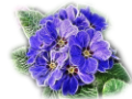 ibolya_7