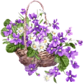 ibolya_75