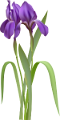 iris_1
