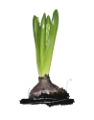 jácint_1