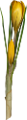 krokusz_111