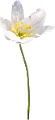 krokusz_128