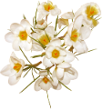 krokusz_32
