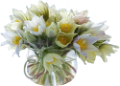 krokusz_38