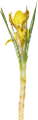 krokusz_75