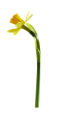 nárcisz_15