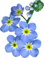 nefelejcs_13