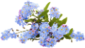 nefelejcs_16