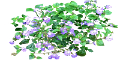 nefelejcs_19